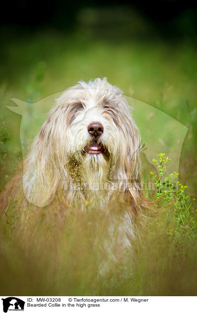 Bearded Collie in the high grass / MW-03208