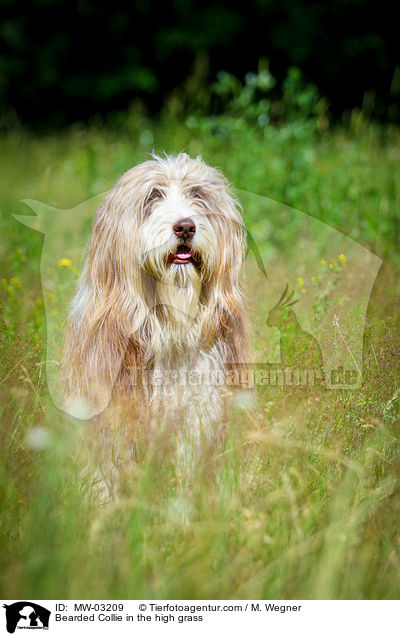 Bearded Collie in the high grass / MW-03209