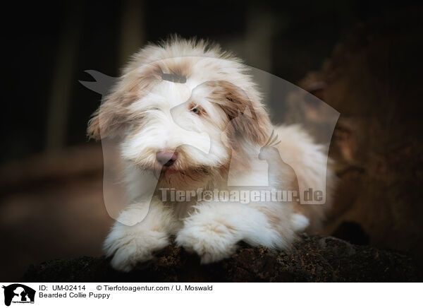 Bearded Collie Puppy / UM-02414