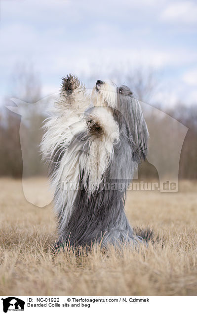 Bearded Collie sits and beg / NC-01922