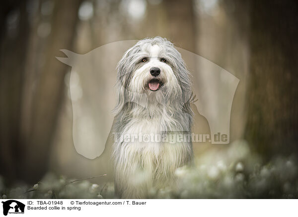 Bearded collie in spring / TBA-01948