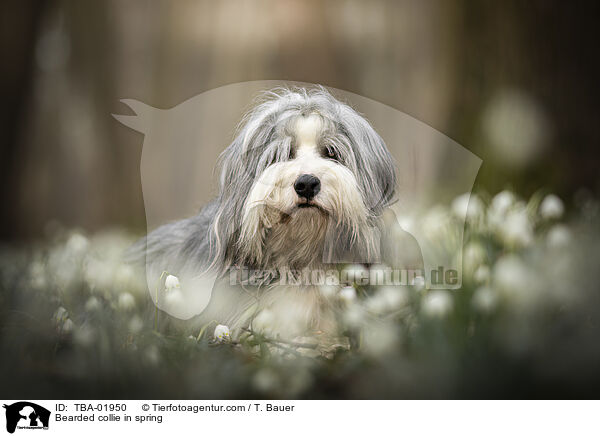 Bearded collie in spring / TBA-01950