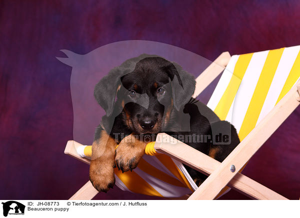 Beauceron puppy / JH-08773
