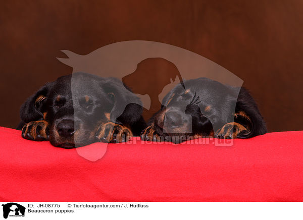 Beauceron puppies / JH-08775