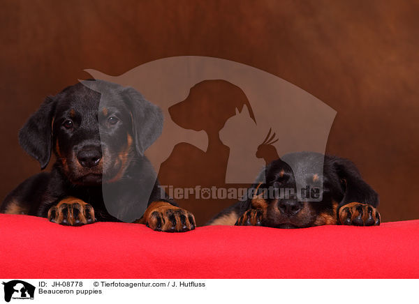 Beauceron puppies / JH-08778