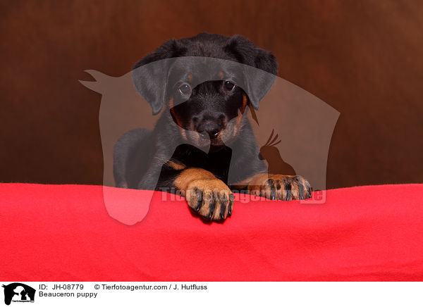 Beauceron puppy / JH-08779