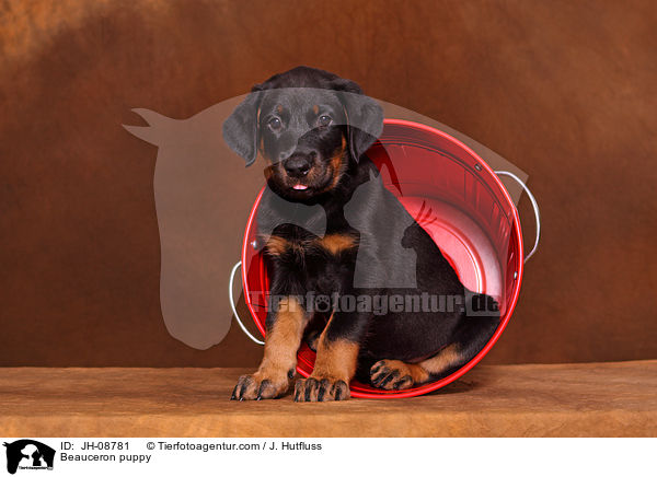 Beauceron puppy / JH-08781