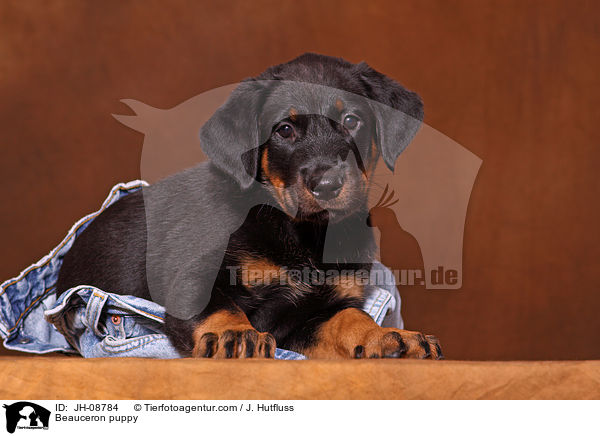 Beauceron puppy / JH-08784