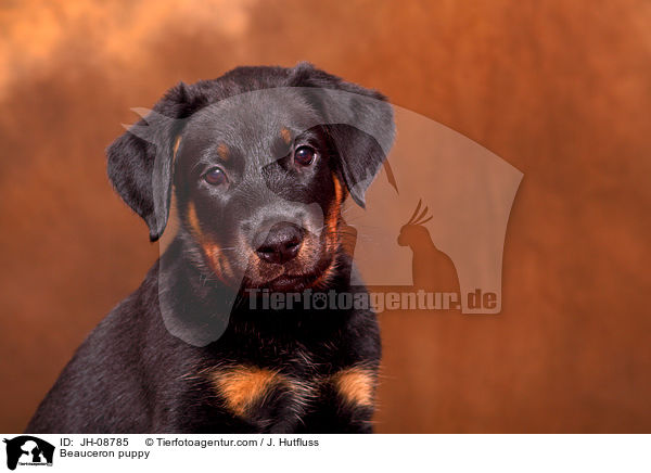 Beauceron puppy / JH-08785