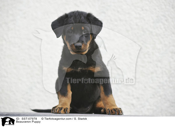 Beauceron Puppy / SST-07978
