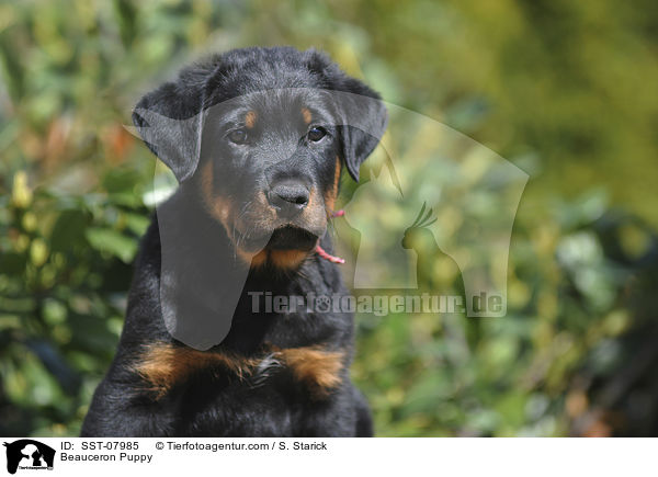 Beauceron Puppy / SST-07985