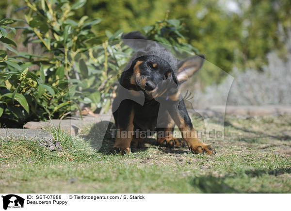 Beauceron Puppy / SST-07988
