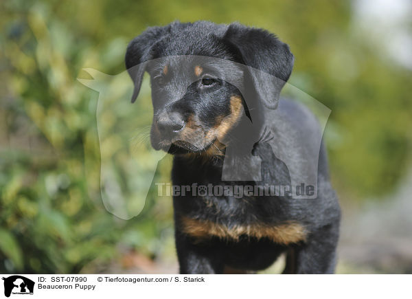 Beauceron Puppy / SST-07990