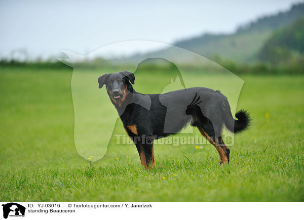 standing Beauceron / YJ-03016