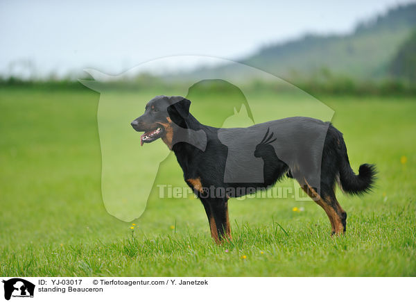 standing Beauceron / YJ-03017