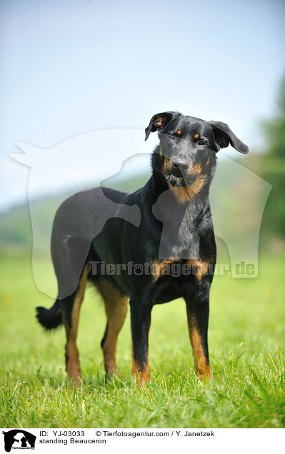 standing Beauceron / YJ-03033