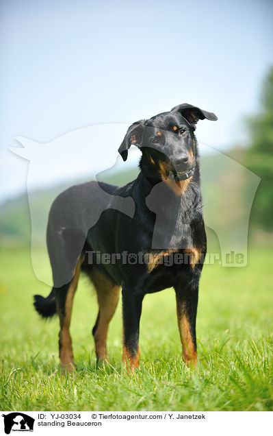 standing Beauceron / YJ-03034