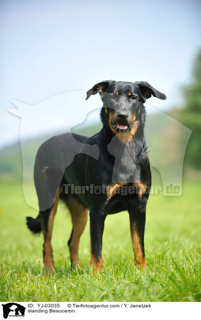 standing Beauceron / YJ-03035
