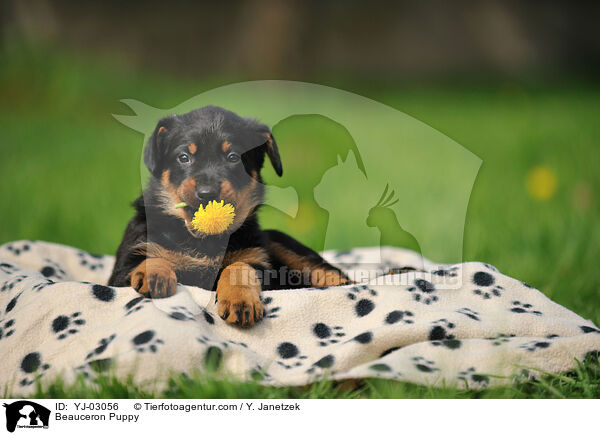 Beauceron Puppy / YJ-03056