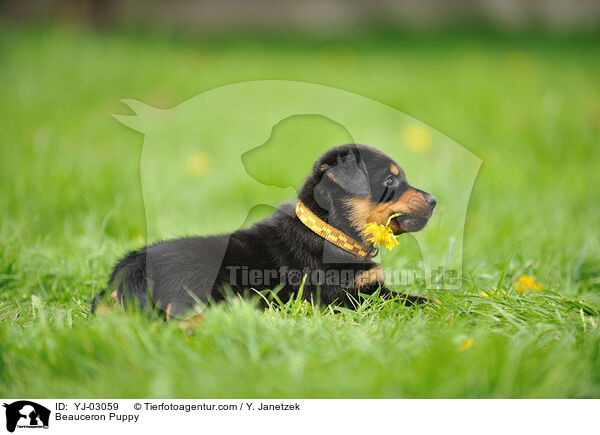 Beauceron Puppy / YJ-03059
