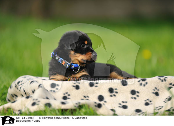 Beauceron Puppy / YJ-03061
