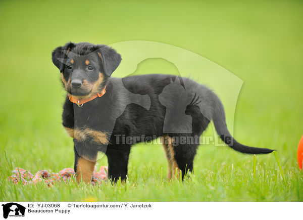 Beauceron Puppy / YJ-03068