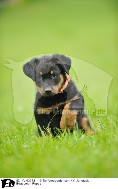 Beauceron Puppy / YJ-03072