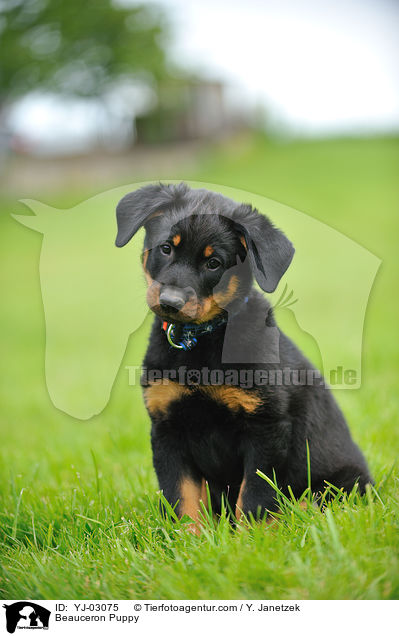 Beauceron Puppy / YJ-03075