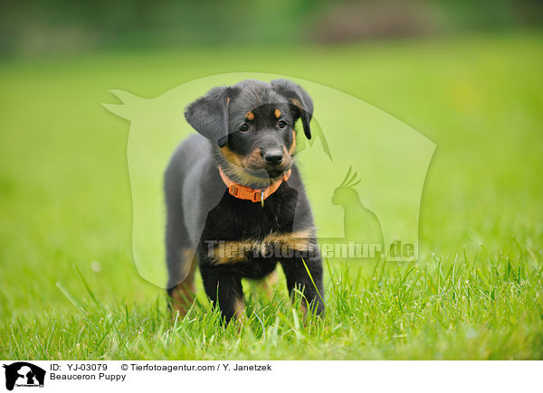 Beauceron Puppy / YJ-03079