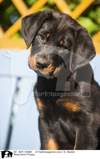 Beauceron Puppy / SST-10066