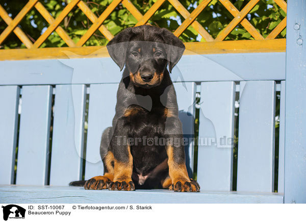 Beauceron Puppy / SST-10067