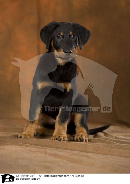 Beauceron puppy / NN-01881