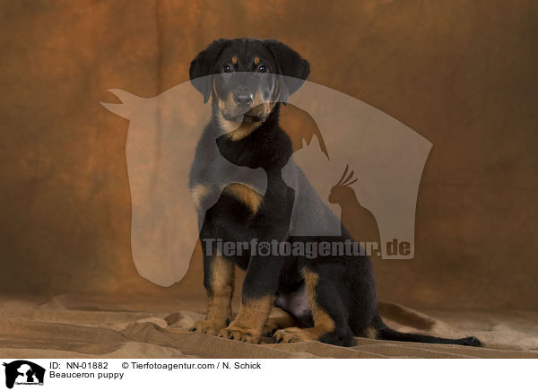Beauceron puppy / NN-01882