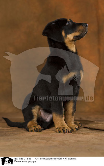 Beauceron puppy / NN-01886