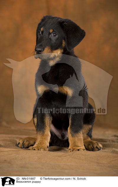 Beauceron puppy / NN-01887