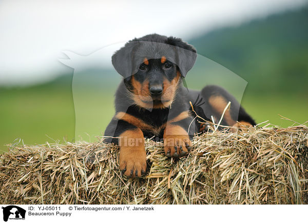 Beauceron Puppy / YJ-05011