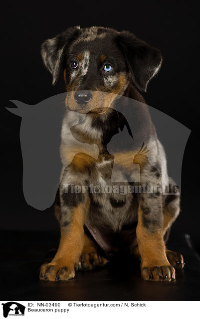 Beauceron puppy / NN-03490