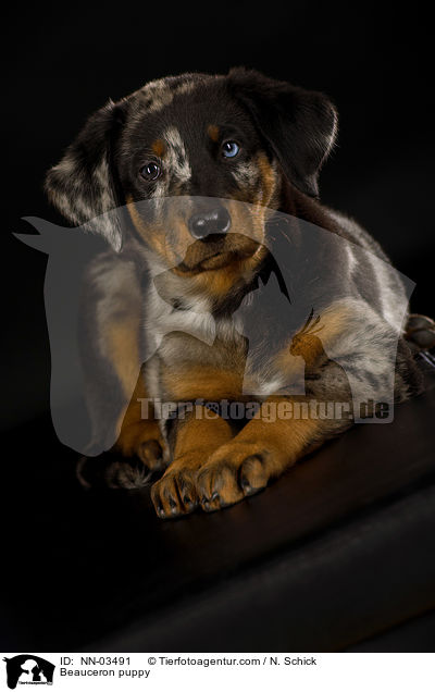 Beauceron puppy / NN-03491