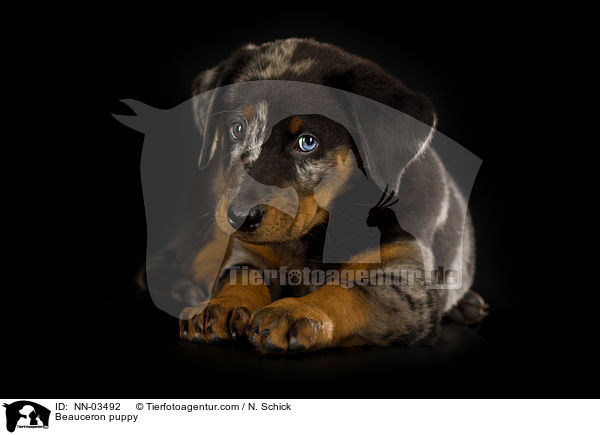 Beauceron puppy / NN-03492