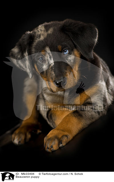 Beauceron puppy / NN-03494
