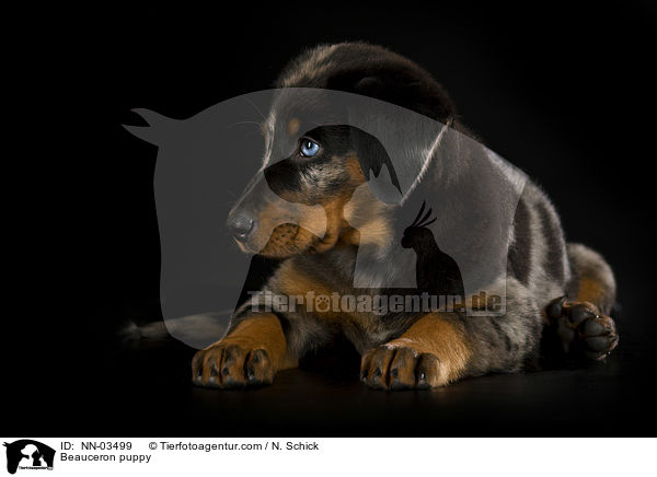 Beauceron puppy / NN-03499