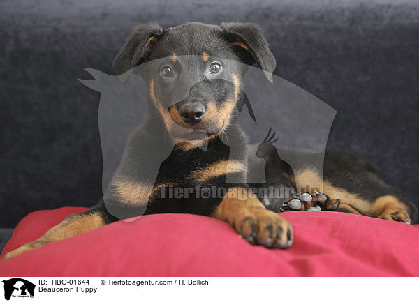 Beauceron Puppy / HBO-01644