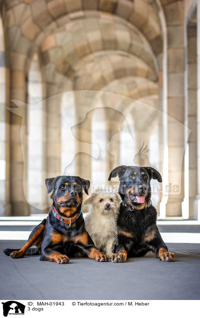 3 Hunde / 3 dogs / MAH-01943