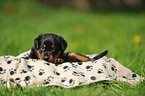 Beauceron Puppy