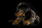 Beauceron puppy