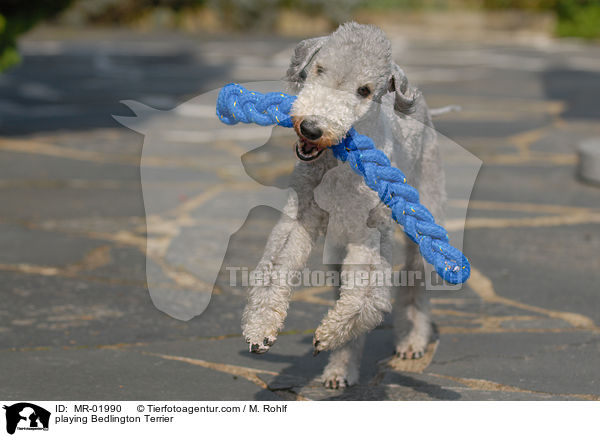 playing Bedlington Terrier / MR-01990
