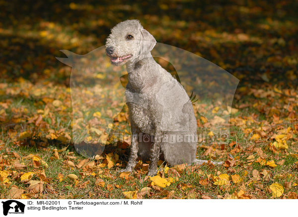 sitting Bedlington Terrier / MR-02001