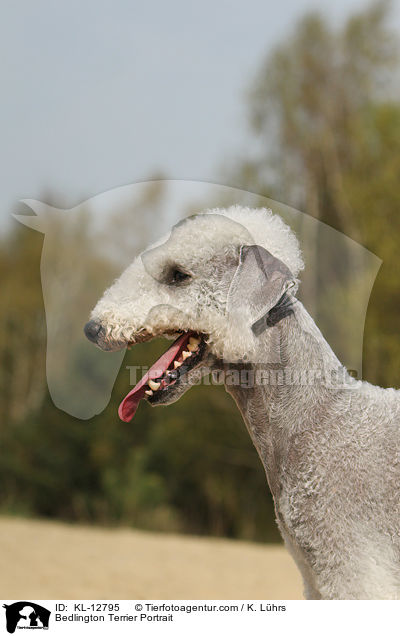 Bedlington Terrier Portrait / KL-12795
