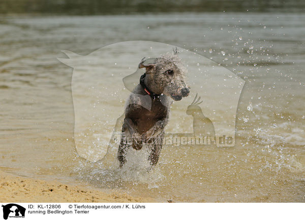 running Bedlington Terrier / KL-12806