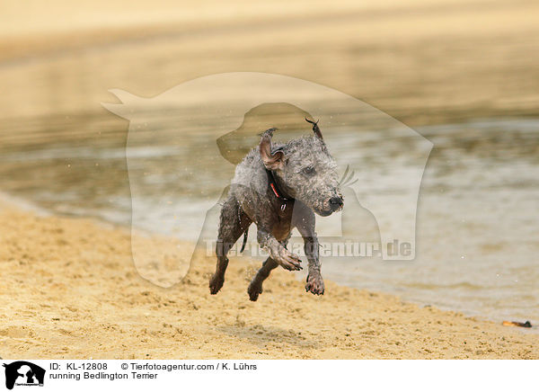 running Bedlington Terrier / KL-12808